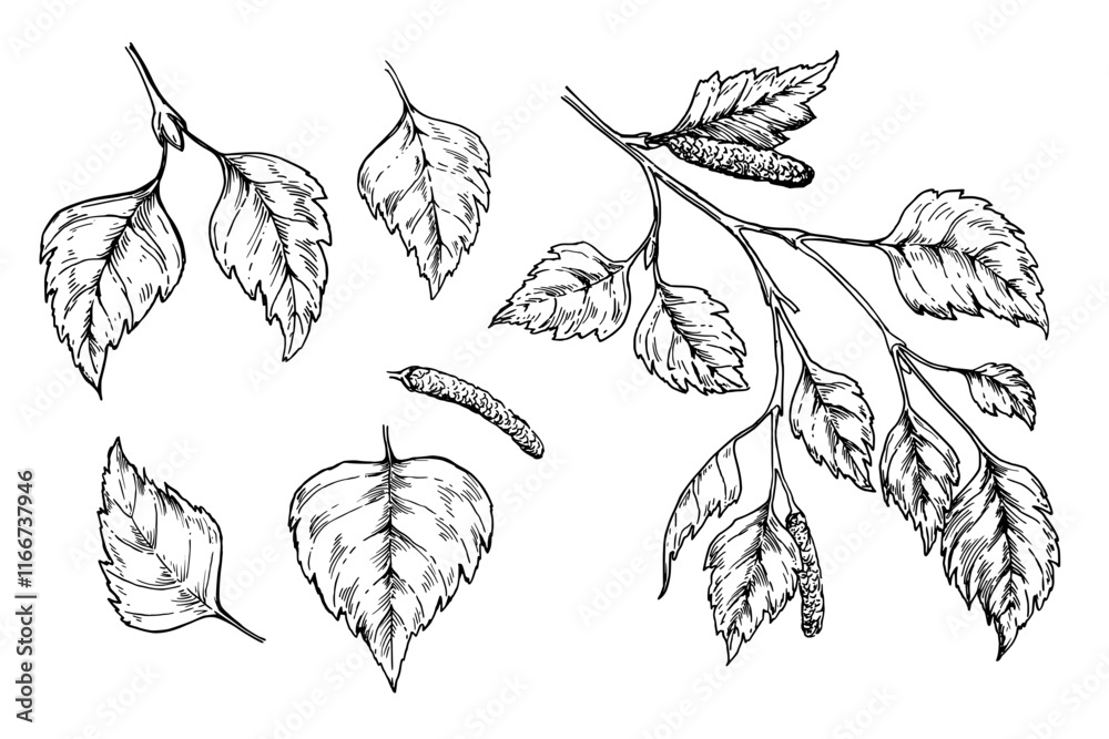 Birch tree leaves sketch ink graphic illustration, draft silhouette drawing, black on white line art. Botanical vintage etching design.