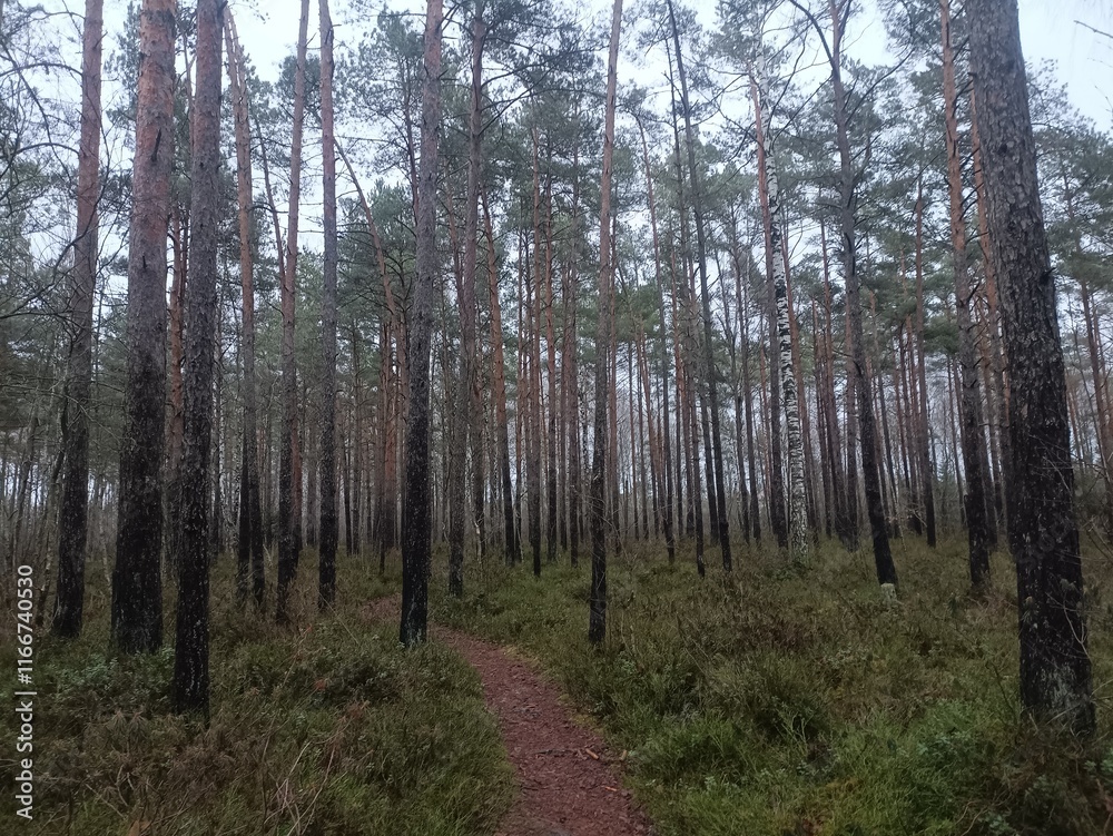 Rekyva forest during cloudy late autumn day. Pine and birch tree woodland. Blueberry bushes are growing in woods. Cloudy day with white and gray clouds in sky. Fall season. Nature. Rekyvos miskas. Rekyva forest during cloudy late autumn day. Pine and birch tree woodland. Blueberry bushes are growing in woods. Cloudy day with white and gray clouds in sky. Fall season. Nature. Rekyvos miskas.