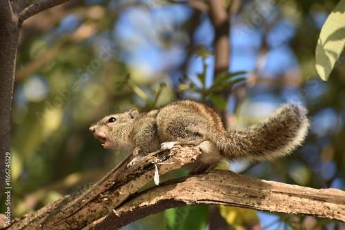 Squirrel