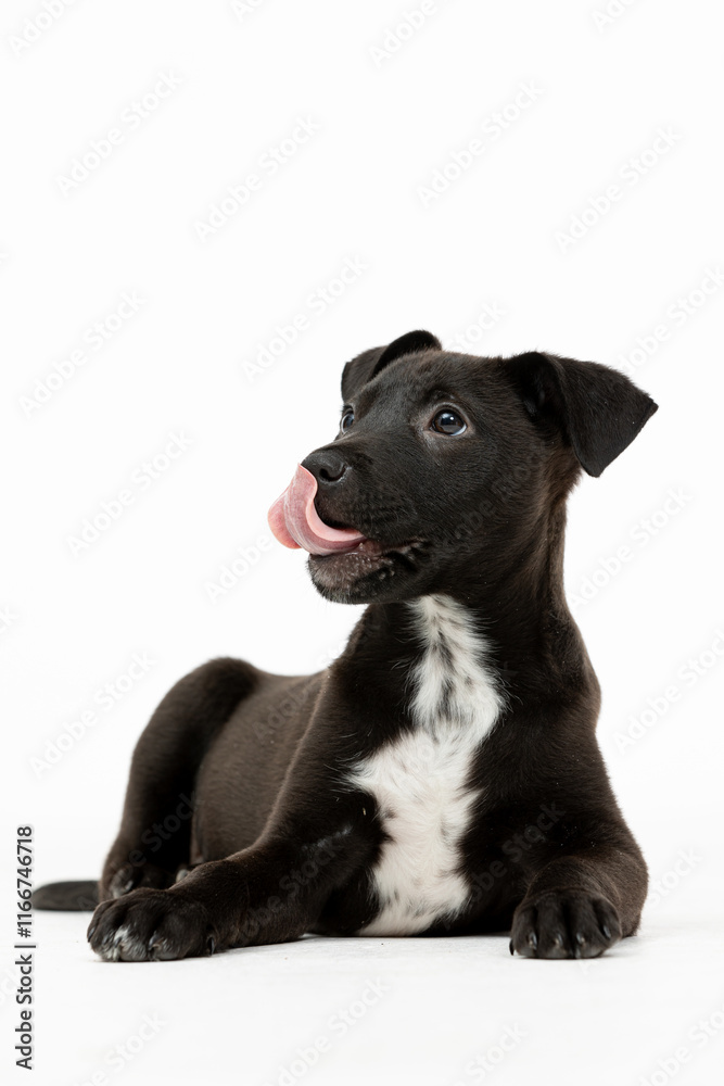 An adorable black puppy with a cheerful and playful expression that captures your heart An adorable black puppy with a cheerful and playful expression that captures your heart