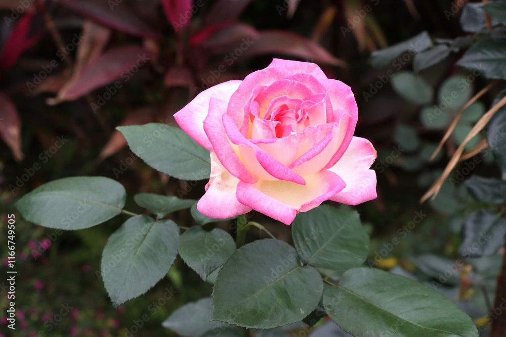 A closeup of a pink rose blossom, featuring soft petals that blend shades of pink and cream amidst lush green leaves. A closeup of a pink rose blossom, featuring soft petals that blend shades of pink and cream amidst lush green leaves.