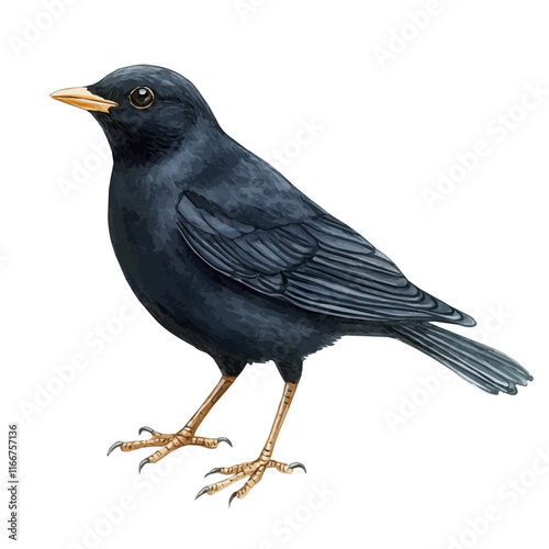 A watercolor vector painting of a blackbird, isolated on a white background. Blackbird vector.


