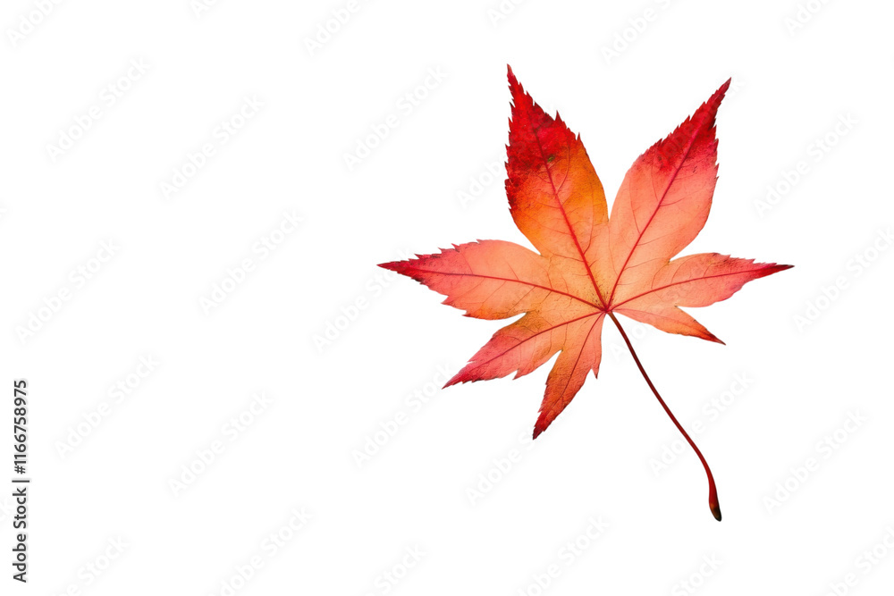 Vibrant red autumn leaf isolated on white background showcasing seasonal change and natural beauty Vibrant red autumn leaf isolated on white background showcasing seasonal change and natural beauty