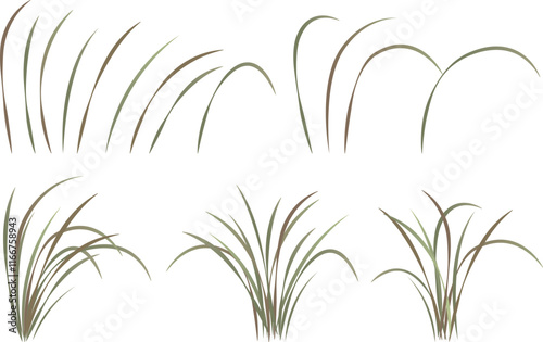 Pasture grass, miscanthus, orchid leaves, vector drawing collection set