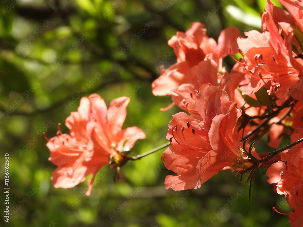 Obraz premium 森の火照り