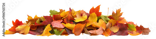 A pile of autumn leaves on a white background