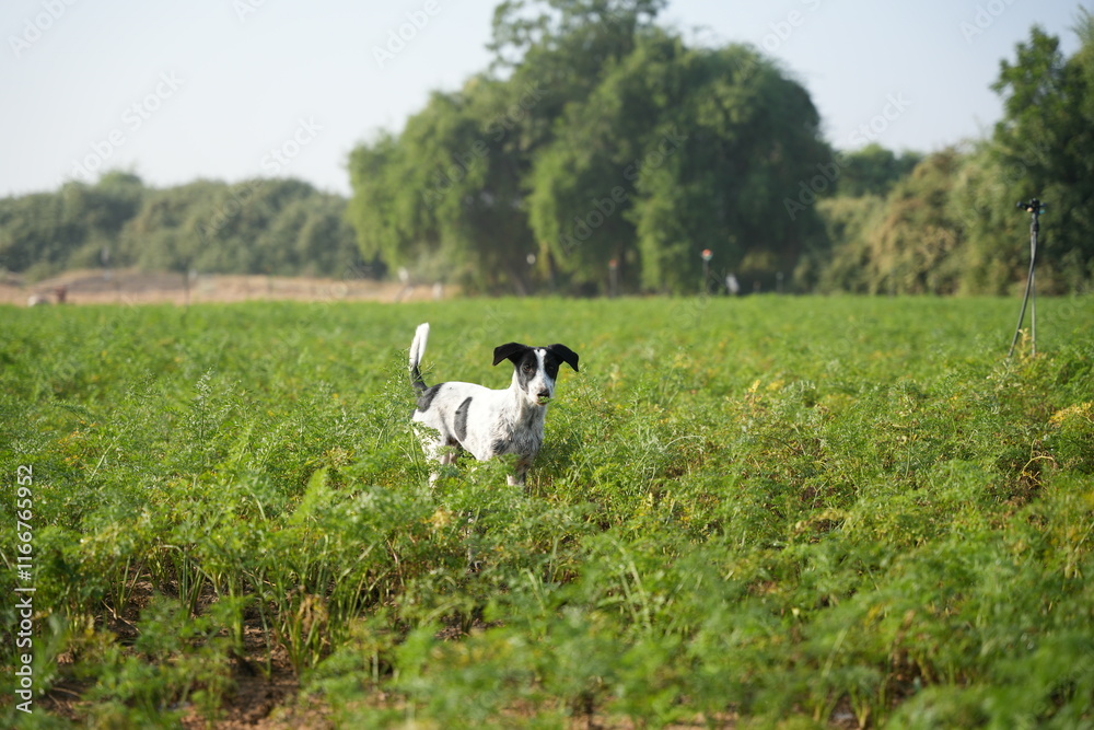 Dog playing in carrot farm in winter morning Dog playing in carrot farm in winter morning