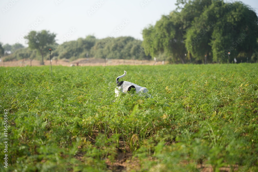 Dog playing in carrot farm in winter morning Dog playing in carrot farm in winter morning