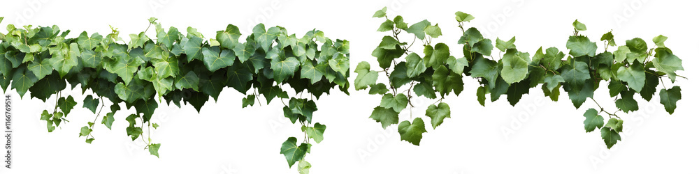 Two vines are shown in a white background