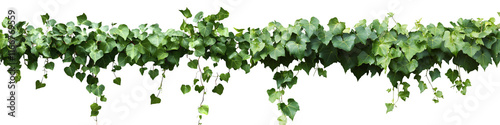 Obraz na płótnie A vine with green leaves is growing on a white background w salonie