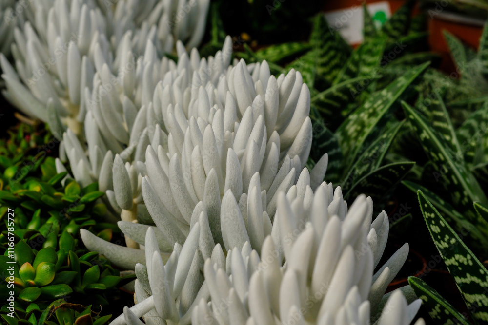Senecio haworthii - Woolly Senecio Senecio haworthii - Woolly Senecio