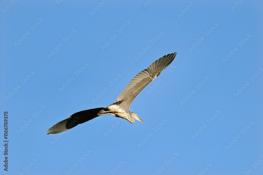 grey heron in flight against a clear sky grey heron in flight against a clear sky