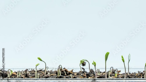 Time-lapse footage of tomato seedlings sprouting. The plants are green and sprout from the soil. Concept of growth and new beginnings