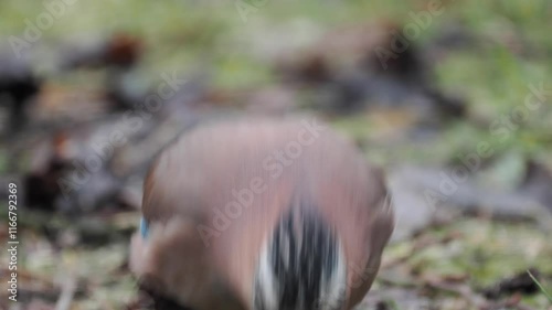 Eichelhäher (Garrulus glandarius)   photo