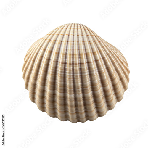 sea shell isolated on white