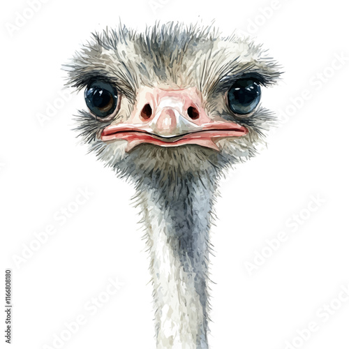 A watercolor vector painting of an ostrich, isolated on a white background. Ostrich vector.

