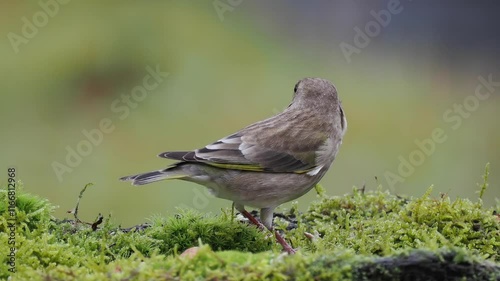 Grünfink (Chloris chloris)     