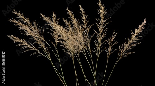 Indian gooseberry plant Bothriochloa ischaemum in natural gold-toned colors against a black background showcasing its elegance and texture. photo