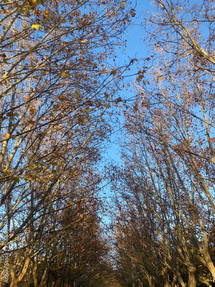 trees in the autumn forest