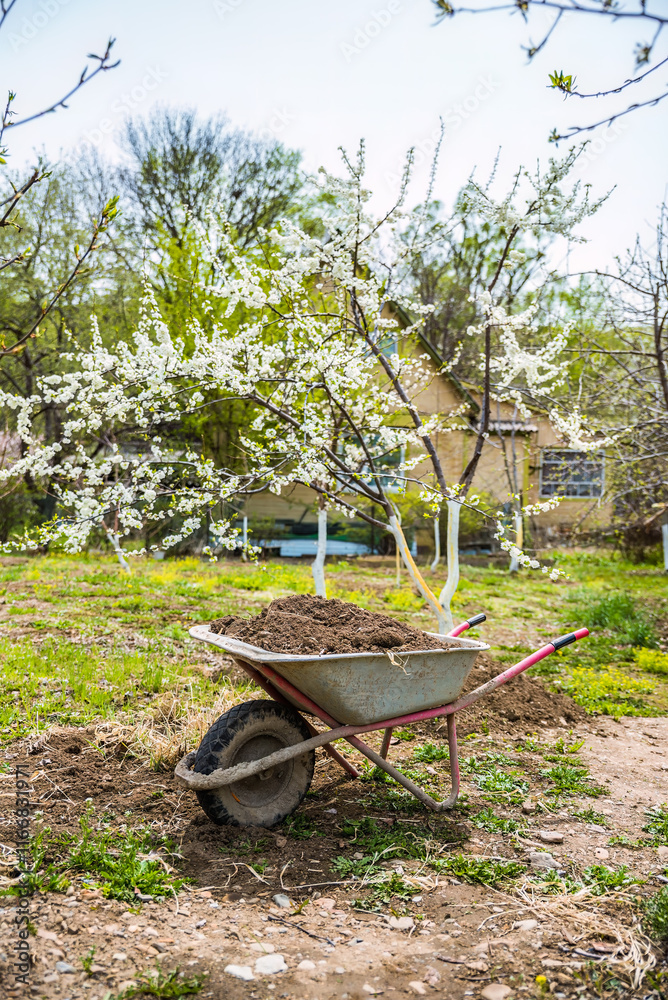 A wheelbarrow with soil and manure for fertilizing garden beds in spring. Blooming cherry or plum tree in the background. Represents gardening work and beginnings A wheelbarrow with soil and manure for fertilizing garden beds in spring. Blooming cherry or plum tree in the background. Represents gardening work and beginnings