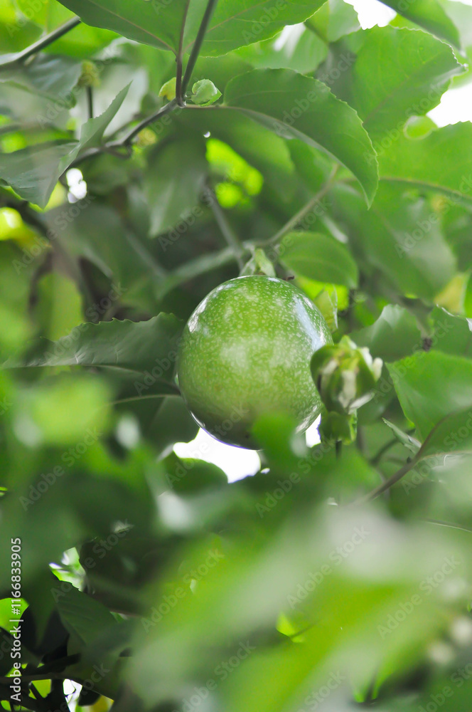 passion fruit seed , passion fruit plant passion fruit seed , passion fruit plant