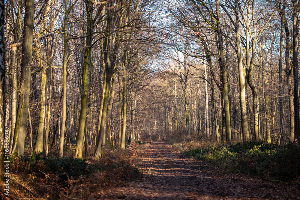 Fototapeta premium Weg zum spazieren gehen im Herbst im Wald