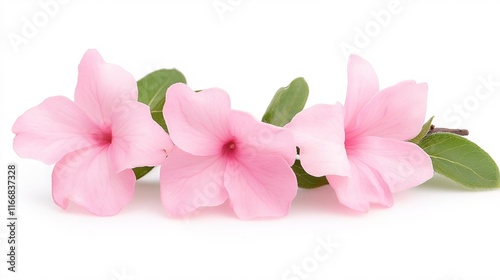 Delicate Pink Flowers with Green Leaves on a White Background for Floral Designs