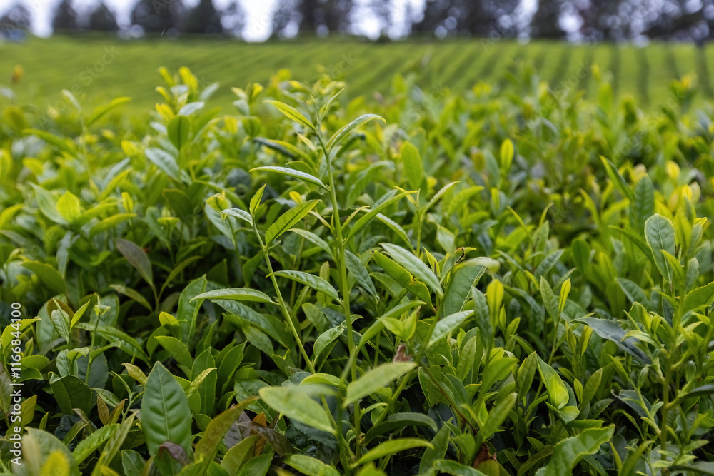 Obraz premium Tea plantation in Cha Gorreana at Sao Miguel island Azores Portugal