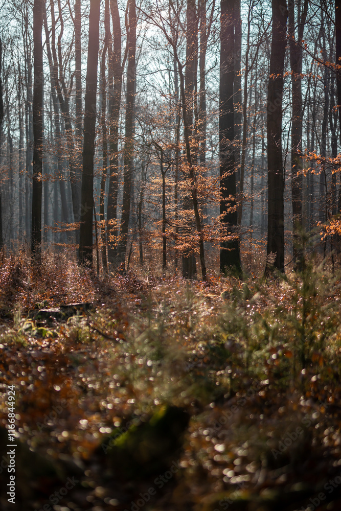 Fototapeta premium Der Wald im Herbst bei leichtem Nebel und schöner Sonne