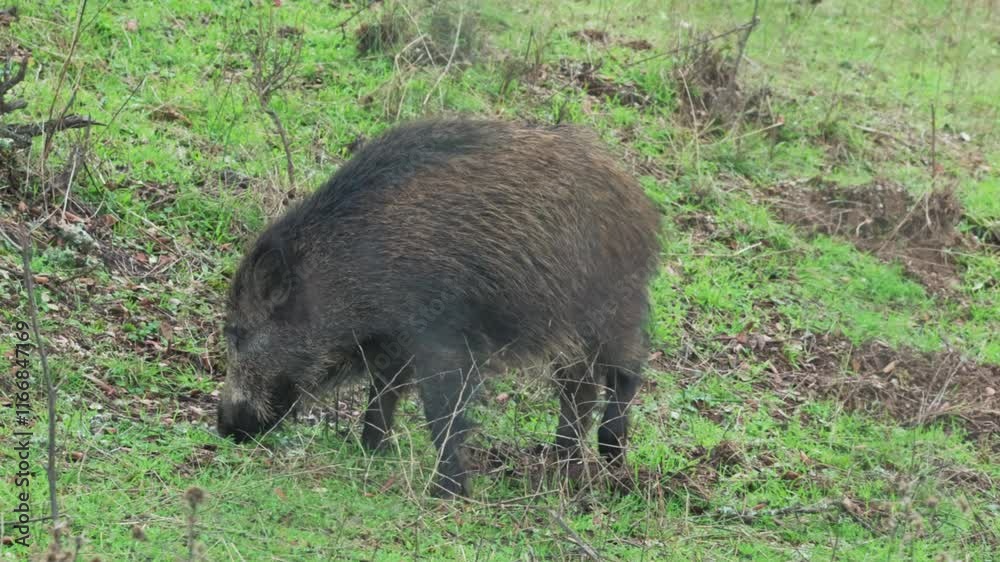 wild boar eating grass in a dehesa, surrounded by natural vegetation. Ideal for wildlife and rural environment projects wild boar eating grass in a dehesa, surrounded by natural vegetation. Ideal for wildlife and rural environment projects