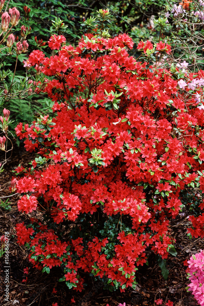 Fototapeta premium Azalée Kaempferi, variete John Cairns