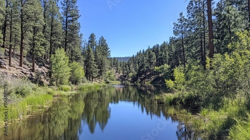 Riverbank view with a serene lake reflecting towering evergreen trees
