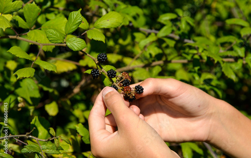 Cueillette des mûres, Mûre sauvage, Ronce commune, Rubus fruticosus photo