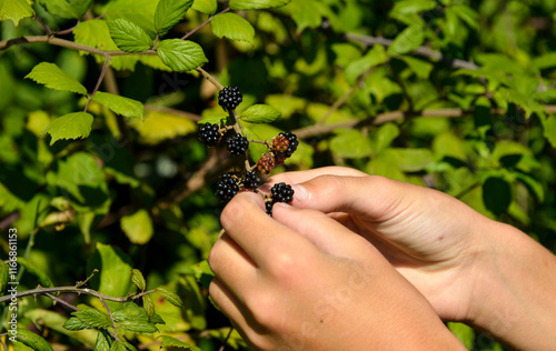 Fototapeta Naklejka Na Ścianę i Meble -  Cueillette des mûres, Mûre sauvage, Ronce commune, Rubus fruticosus