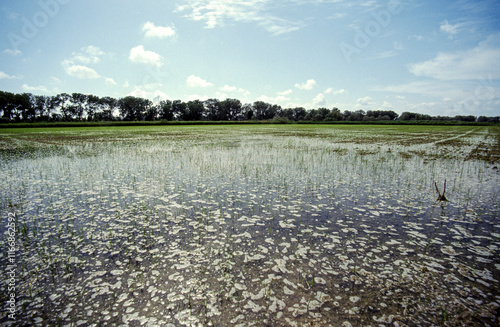 Fototapeta Naklejka Na Ścianę i Meble -  Rizière, Camargue, 13, Bouches du Rhone, France