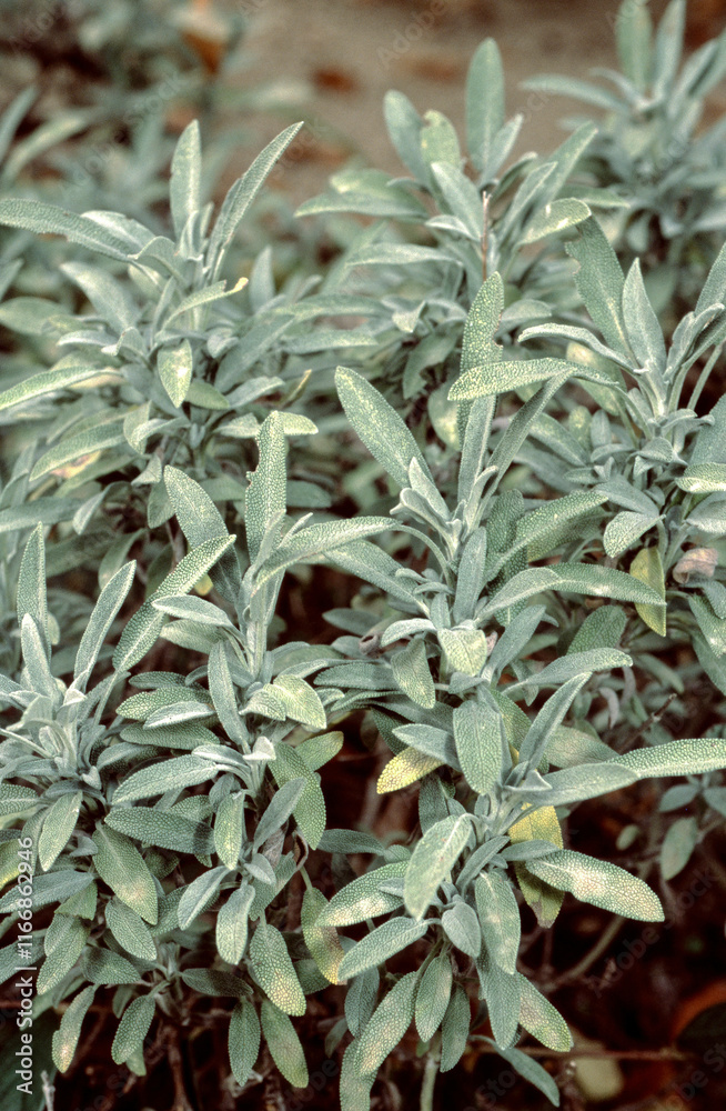 Obraz premium Sauge à feuilles de lavande, Salvia lavandifolia