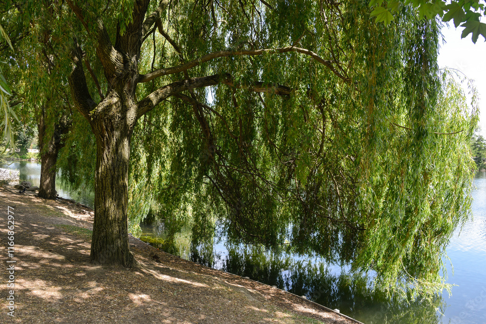 Saule pleureur, Salix babylonica Saule pleureur, Salix babylonica