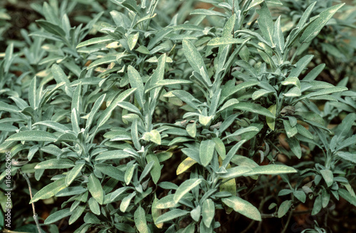 Fototapeta Naklejka Na Ścianę i Meble -  Sauge à feuilles de lavande, Salvia lavandifolia