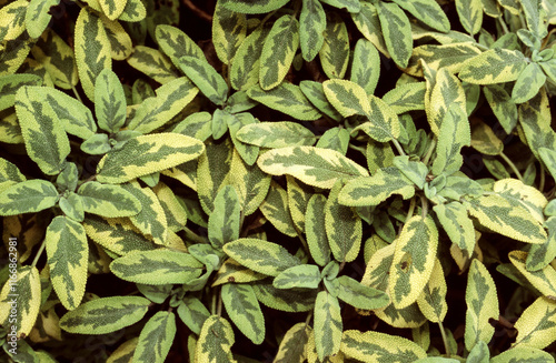 Fototapeta Naklejka Na Ścianę i Meble -  Sauge officinale , Salvia officinalis icterina