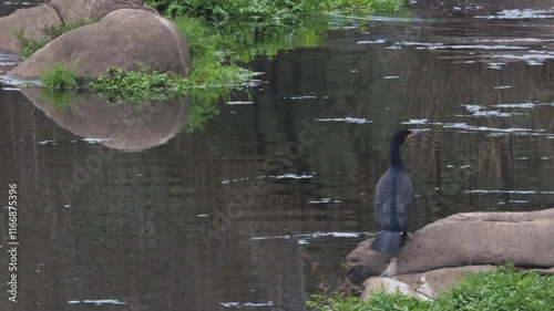 Static shot of a cormorant standing on a rock in a tranquil river, with serene water reflections. Perfect for wildlife and nature projects showcasing aquatic habitats
