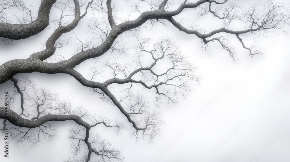 Fototapeta premium A black and white photo of a tree with no leaves
