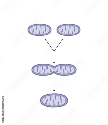 Mitochondrial fusion, merging of the outer and the inner mitochondrial membranes. Opa1 and Mfn1-2 proteins. Mitochondrial biogenesis. Scientific vector illustration.
