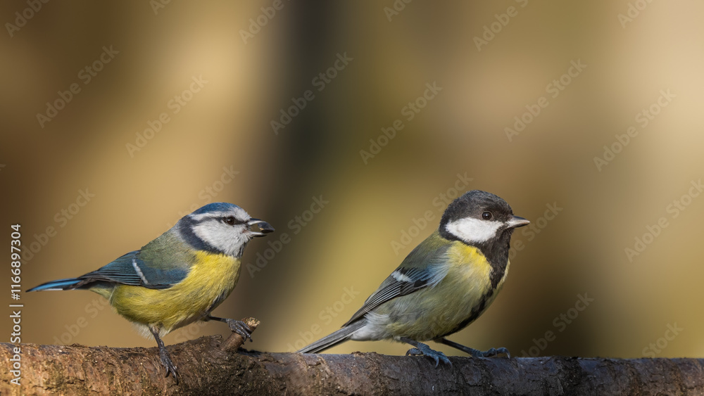 Obraz premium bird on a branch