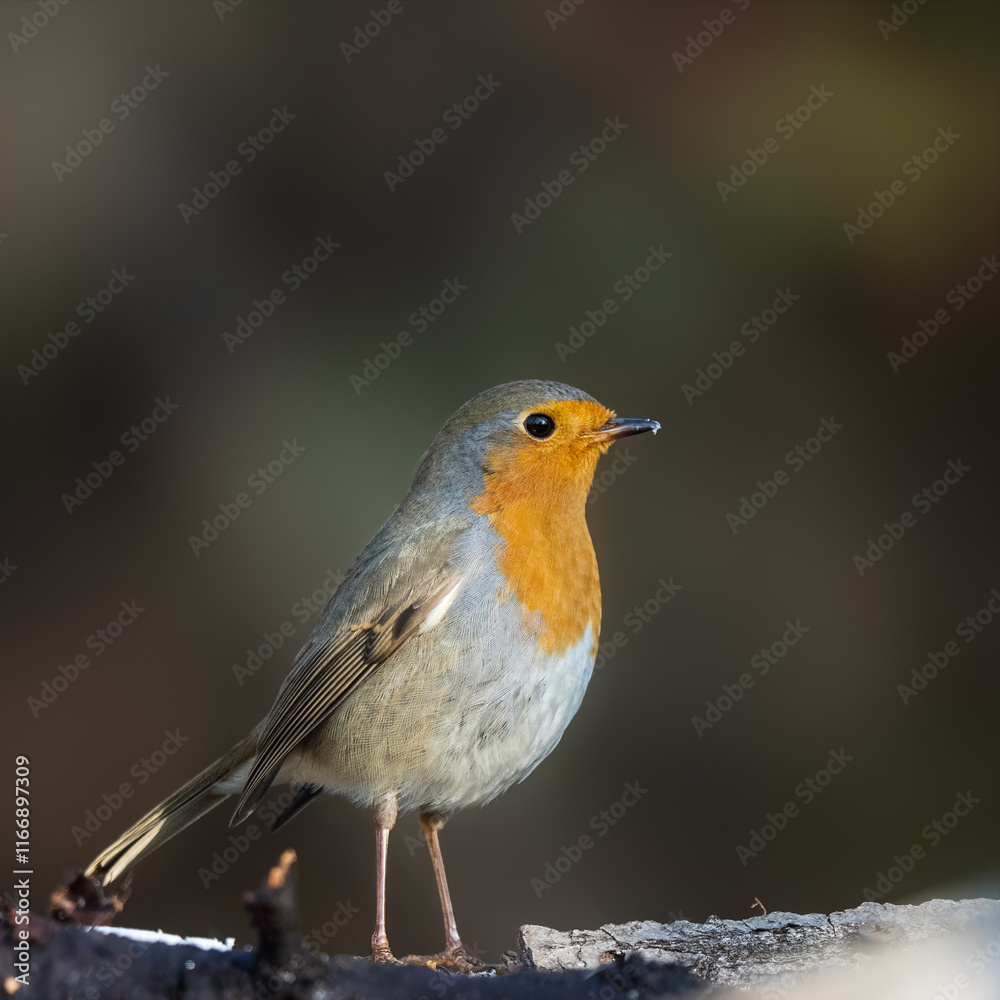 Fototapeta premium bird on a branch