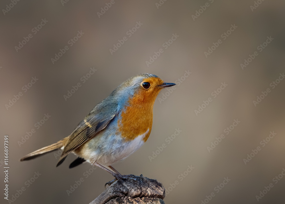 Fototapeta premium bird on a branch