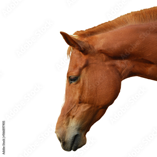 Horse Head, on transparent background cutout file