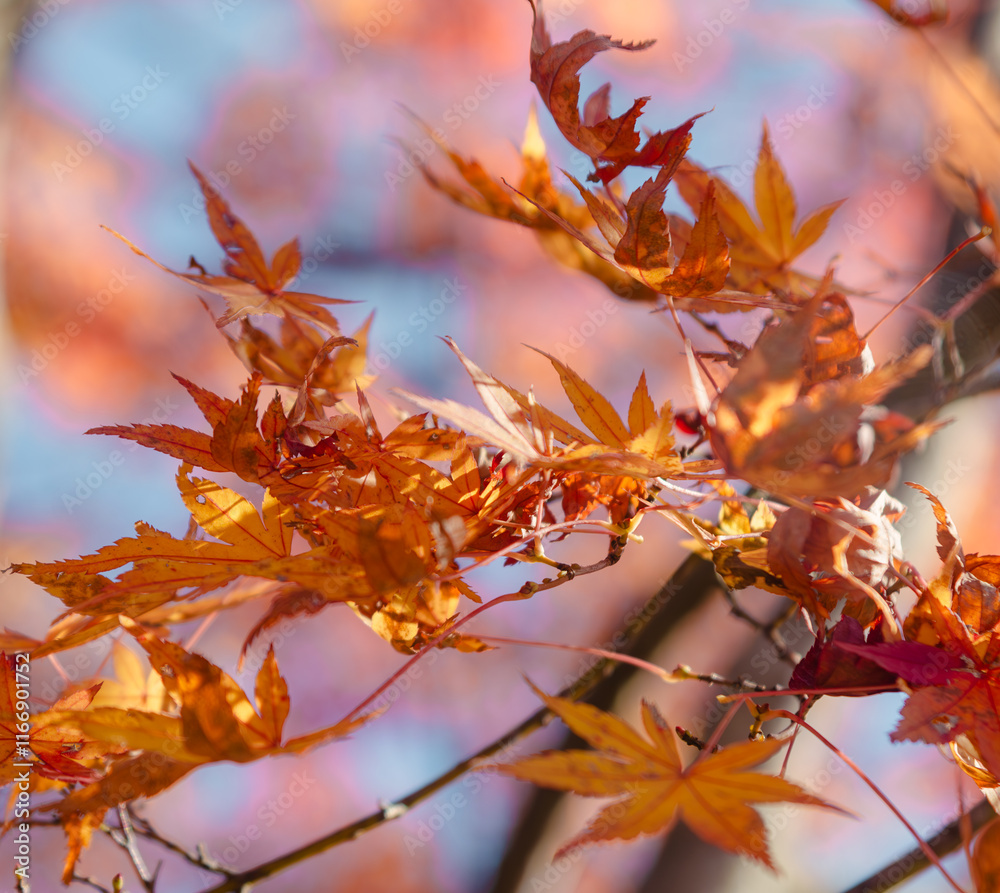 桜山公園　紅葉風景　紅葉　もみじ
紅葉狩り