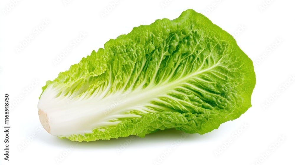 Fresh romaine lettuce with crisp green leaves and a white stem. Fresh romaine lettuce with crisp green leaves and a white stem.