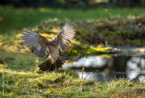 Eichelhäher (Garrulus glandarius) photo