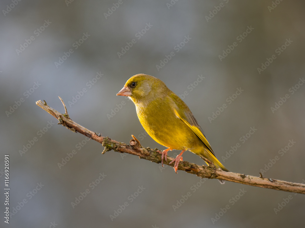 Grünfink (Chloris chloris) Grünfink (Chloris chloris)
